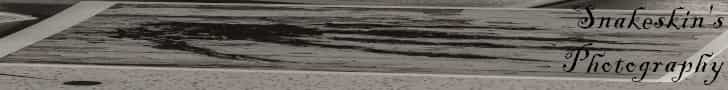 snakeskin's photography