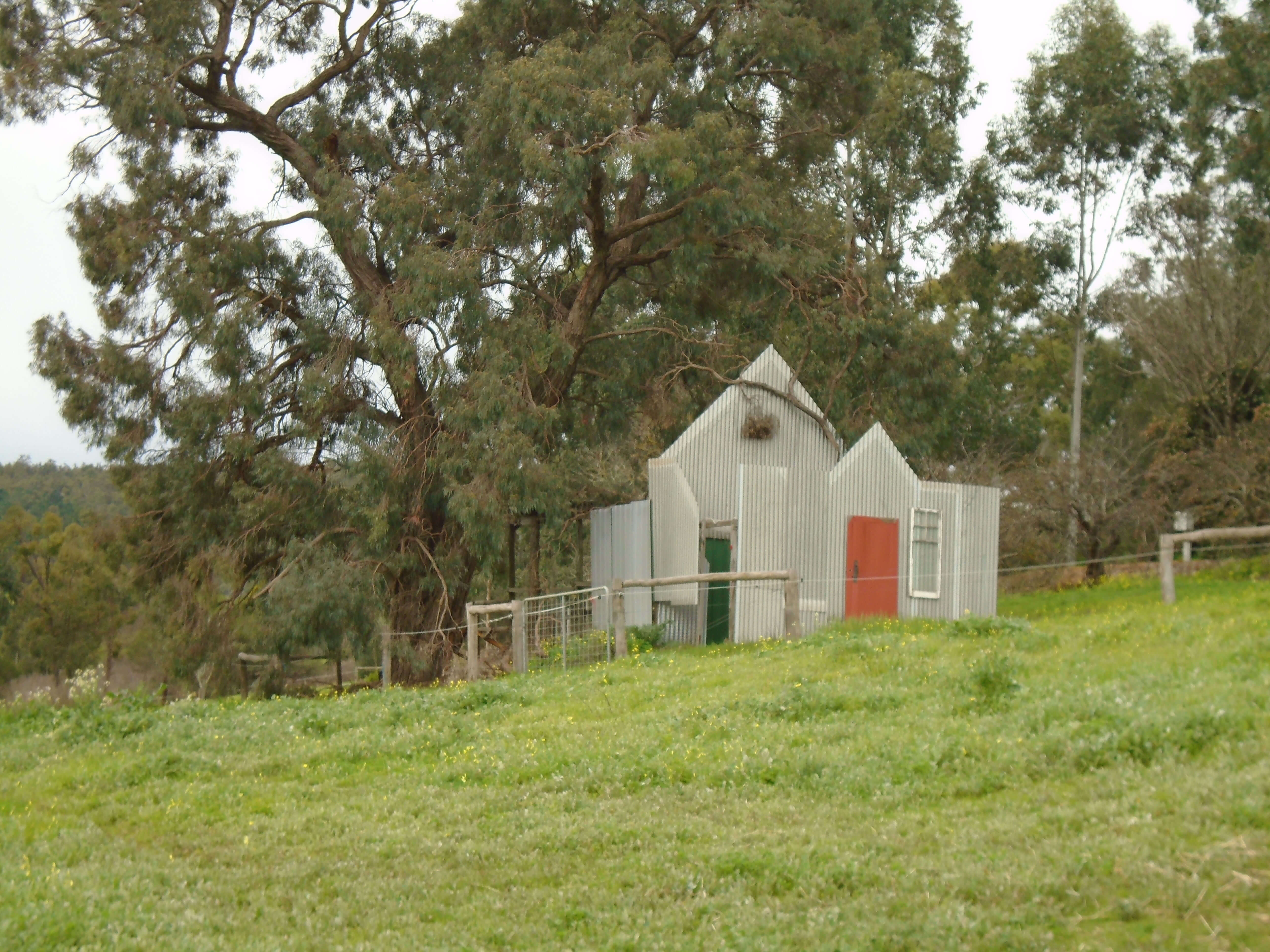 a rippled, roofless shed with a red door behind wide wooden fencing and beside a large tree, with a slanted, grassy field in the 
        foreground