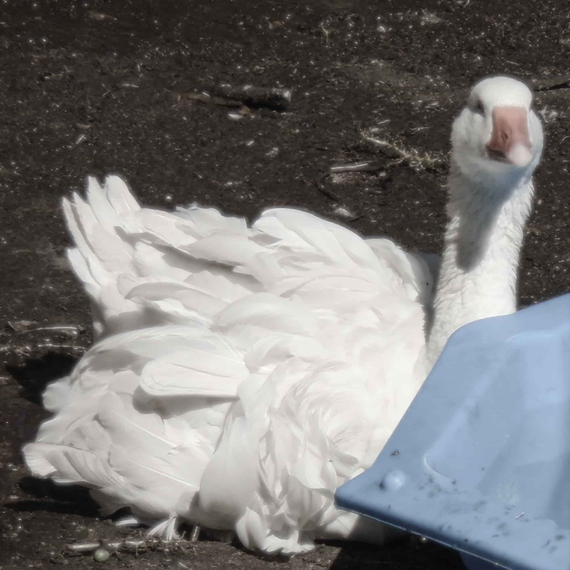 a white duck sitting in dirt with a corner of a blue container in front of it