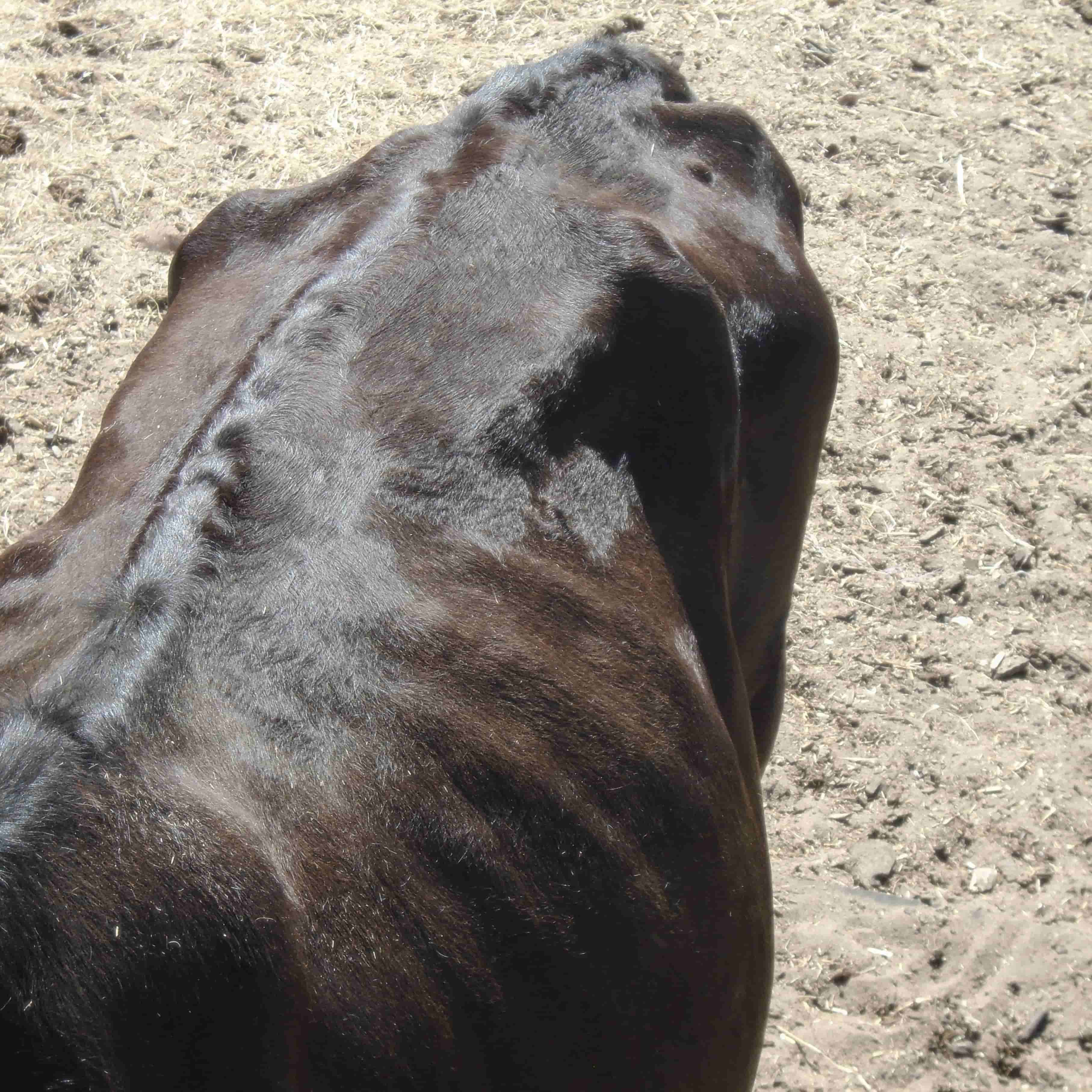 the body of a brown cow with prominent bones standing on beige grass