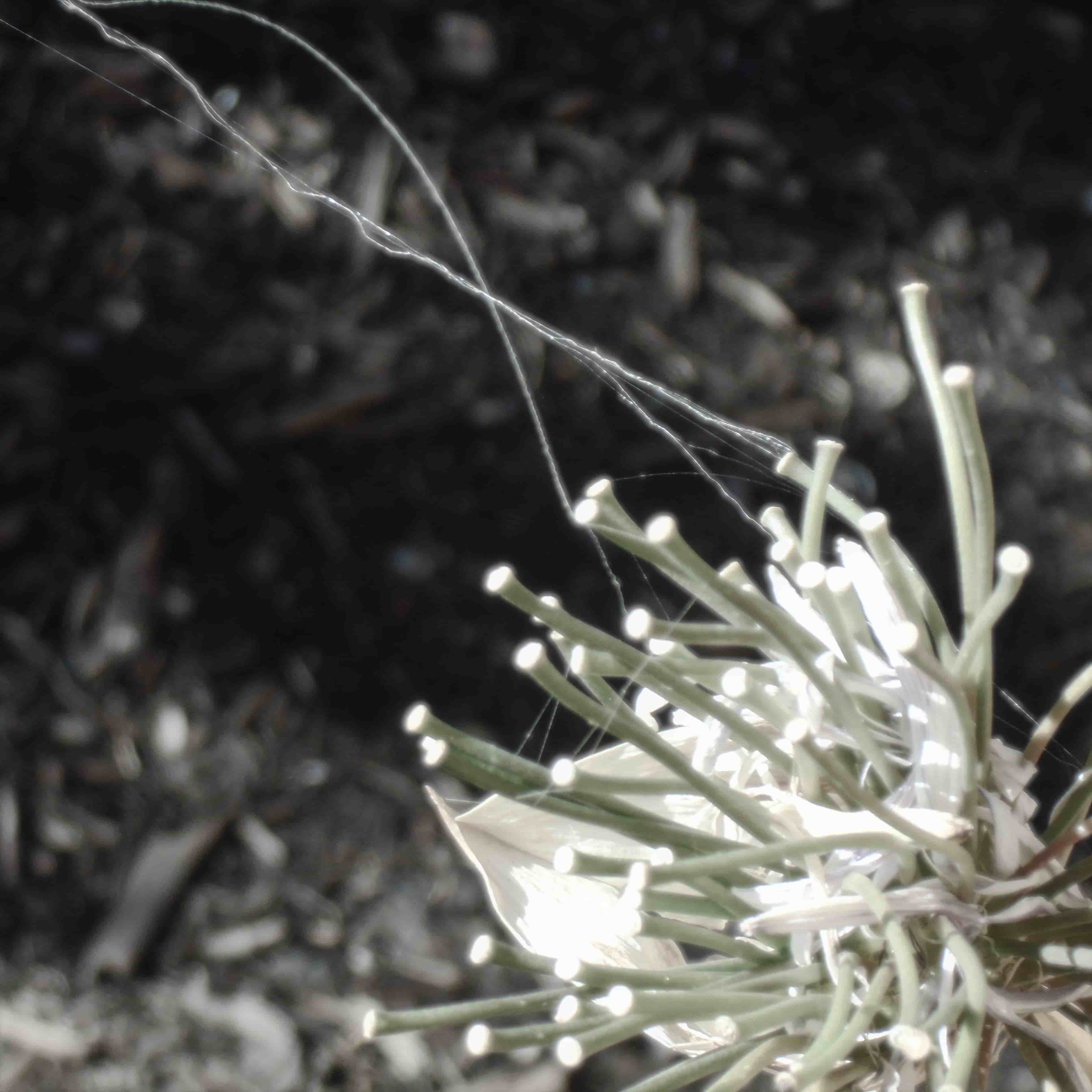 a stringy cobweb wrapping around and flowing from a flower with no leaves