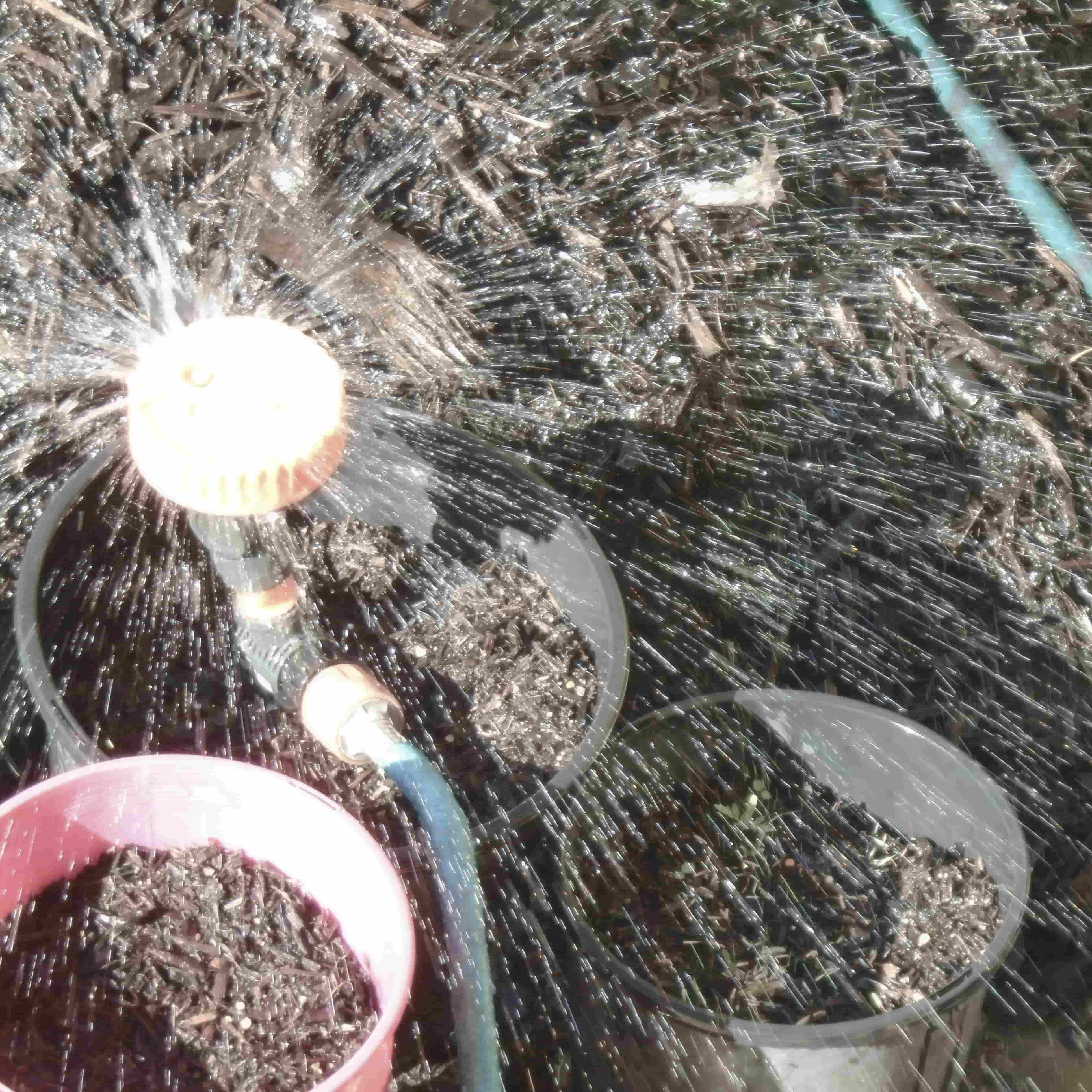 two black pots and one pink pot beneath an orange sprinkler which sprays water across the photo
