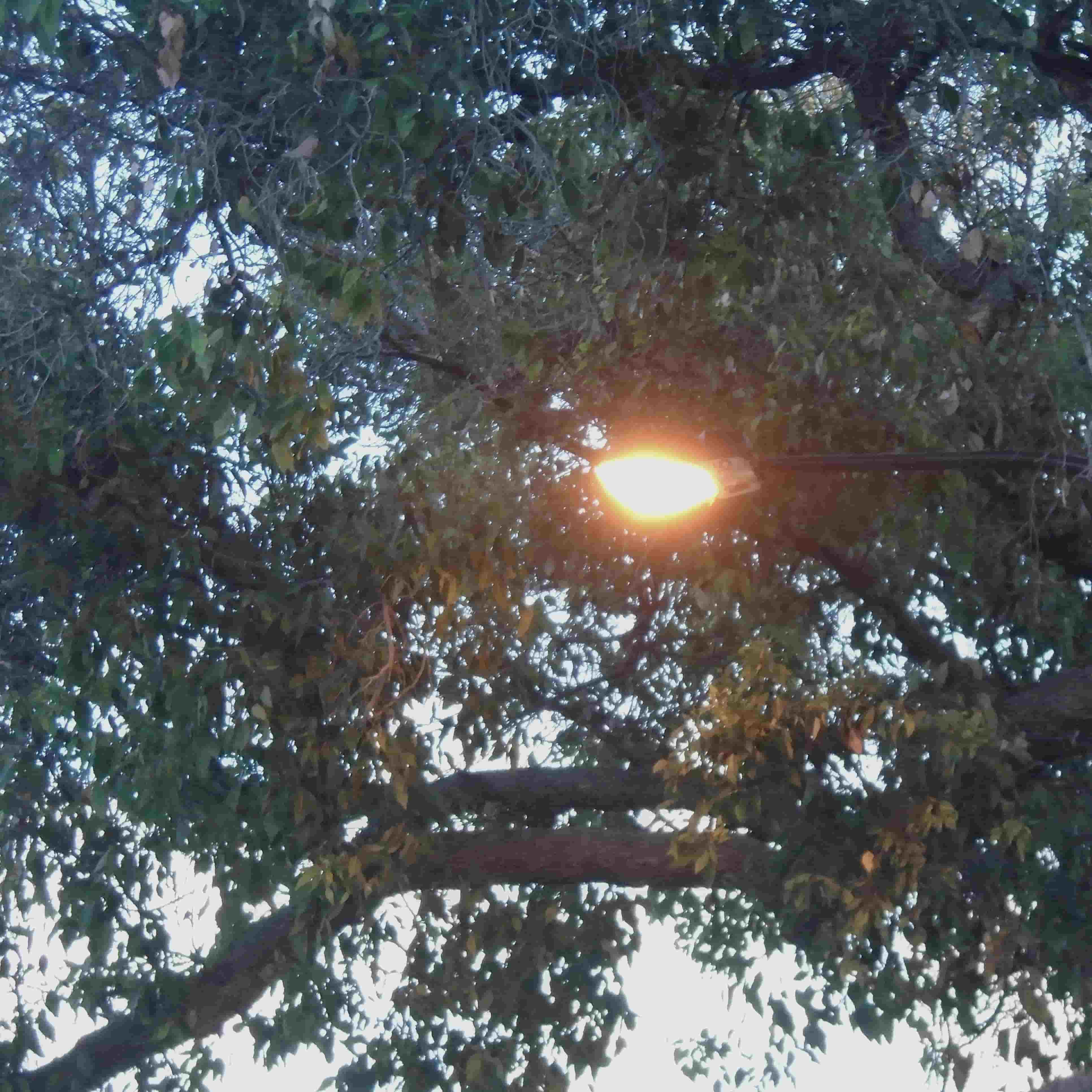 the orange glow of a streetlight against the backdrop of dull green leaves on a tree, the sky still blue in the gaps between the leaves
