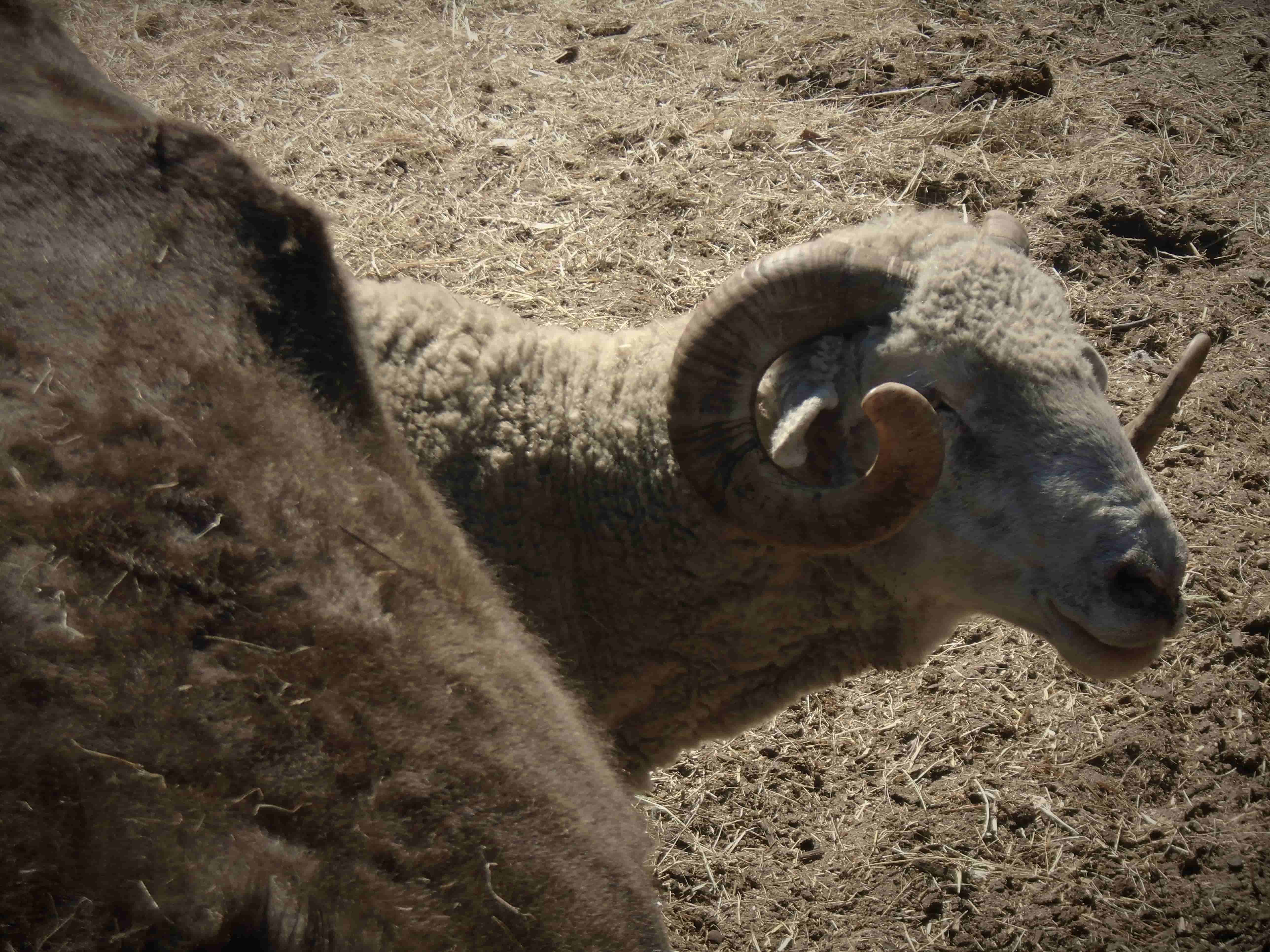 a ram's head pokes out from behind the body of a cow