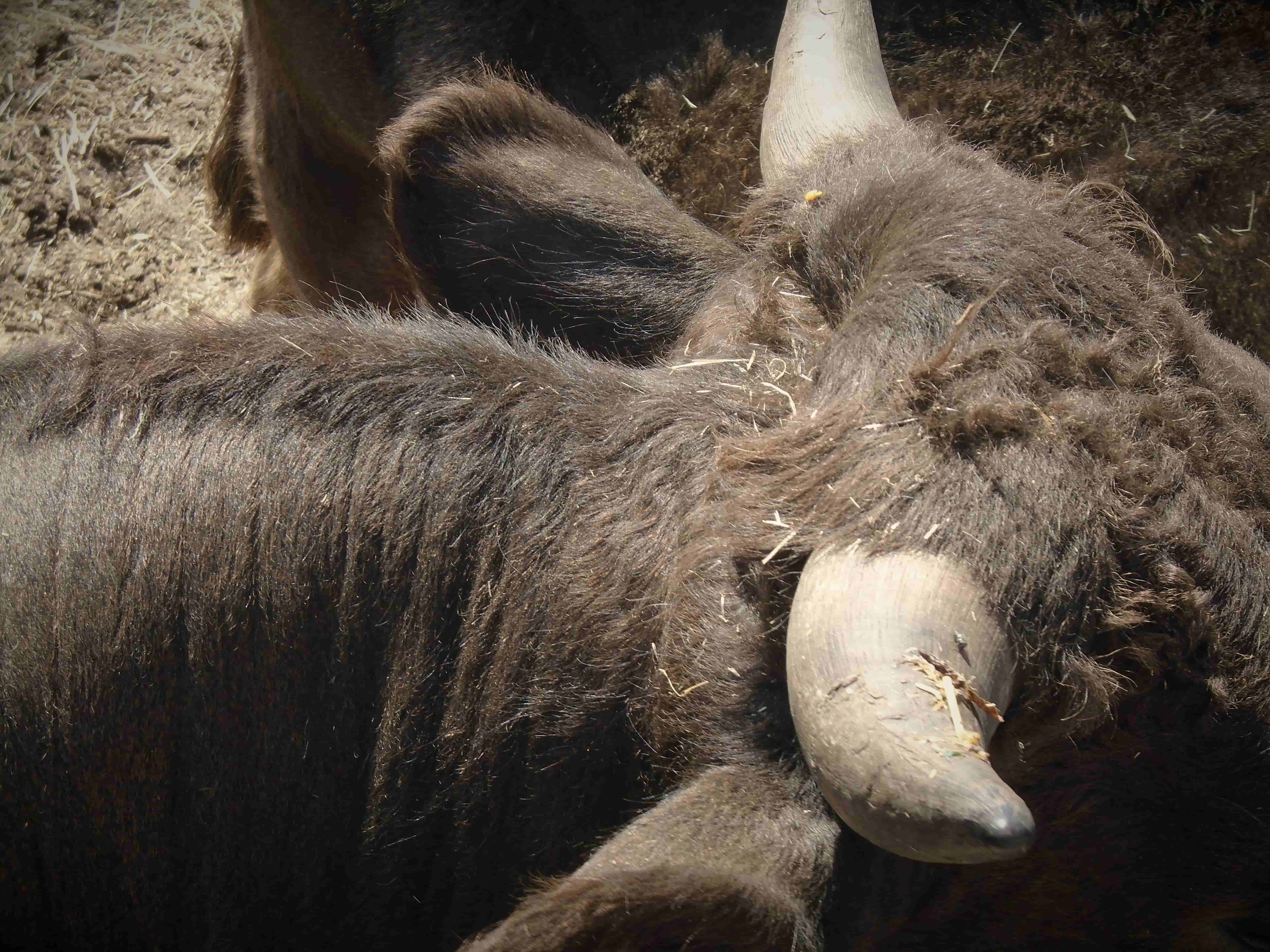 a bird's eye view of a bull's head