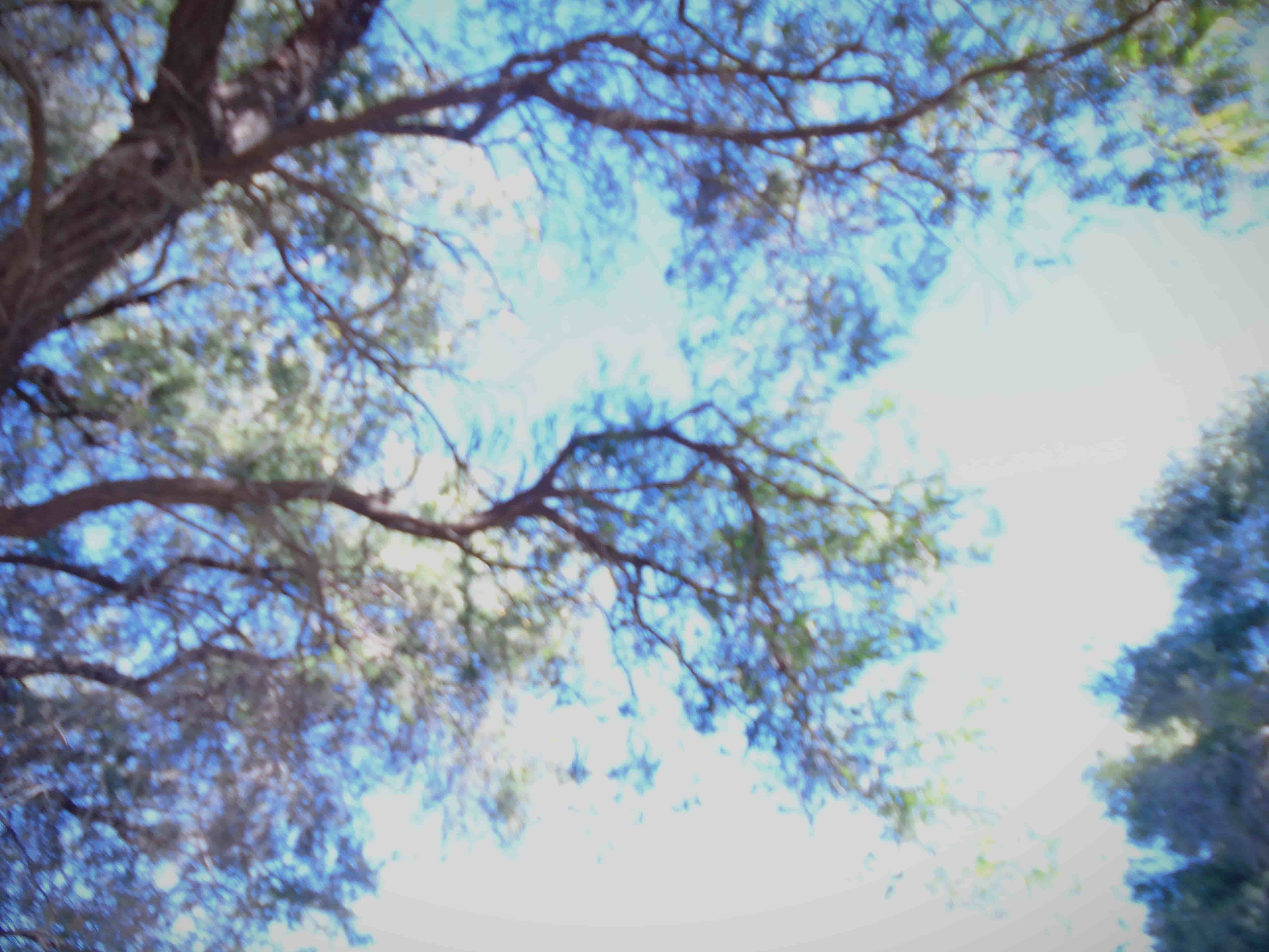 branches of a tree hazed by light from the blue sky behind it