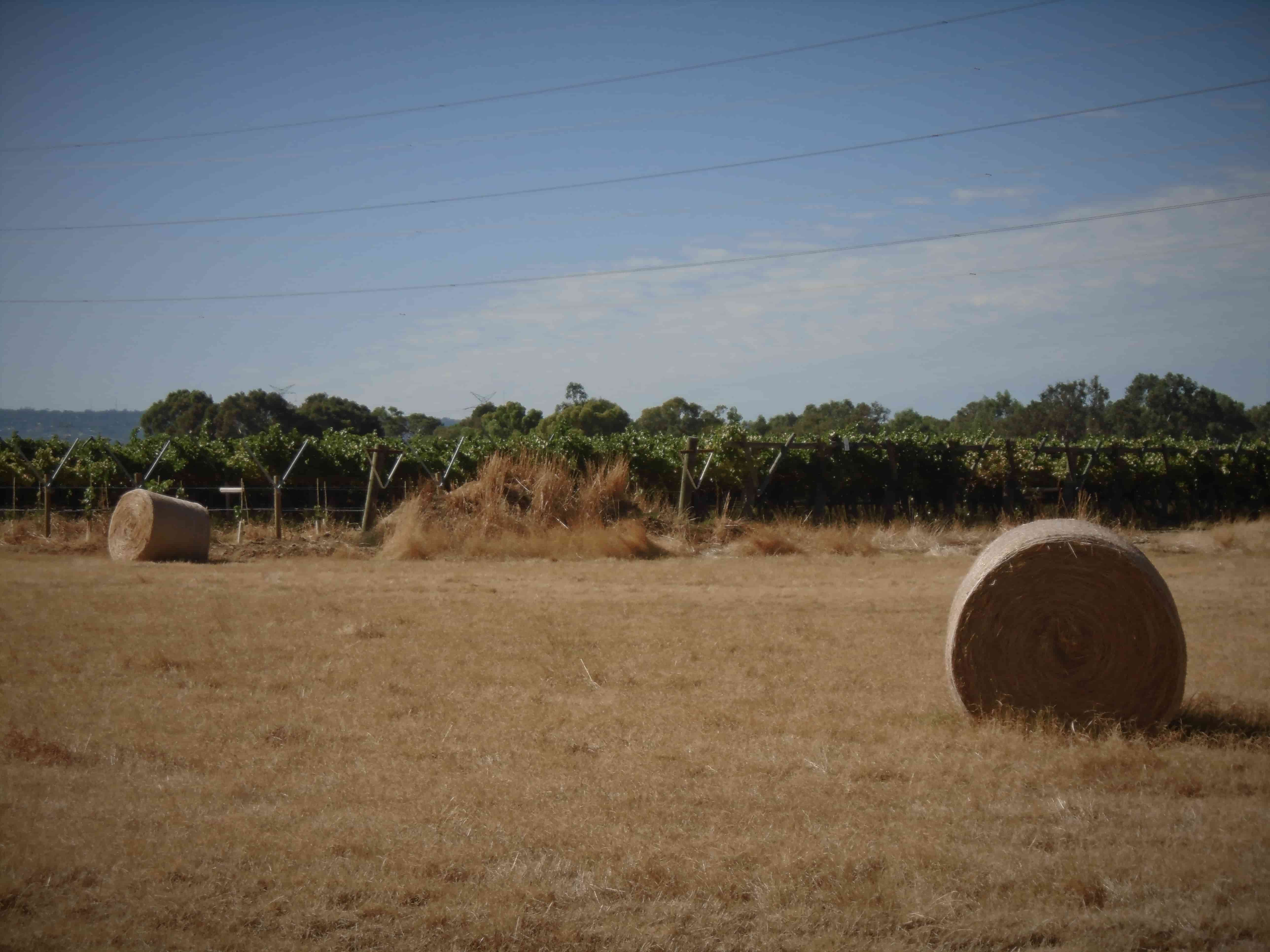 rounded hay bales to the right and left of the camera, the one on the right further towards the camera than the one on the left. they sit in a field of short, beige grass, green bushes growing behind the field. the sky above is blue with a large white cloud streaking through it and powerlines overhead.