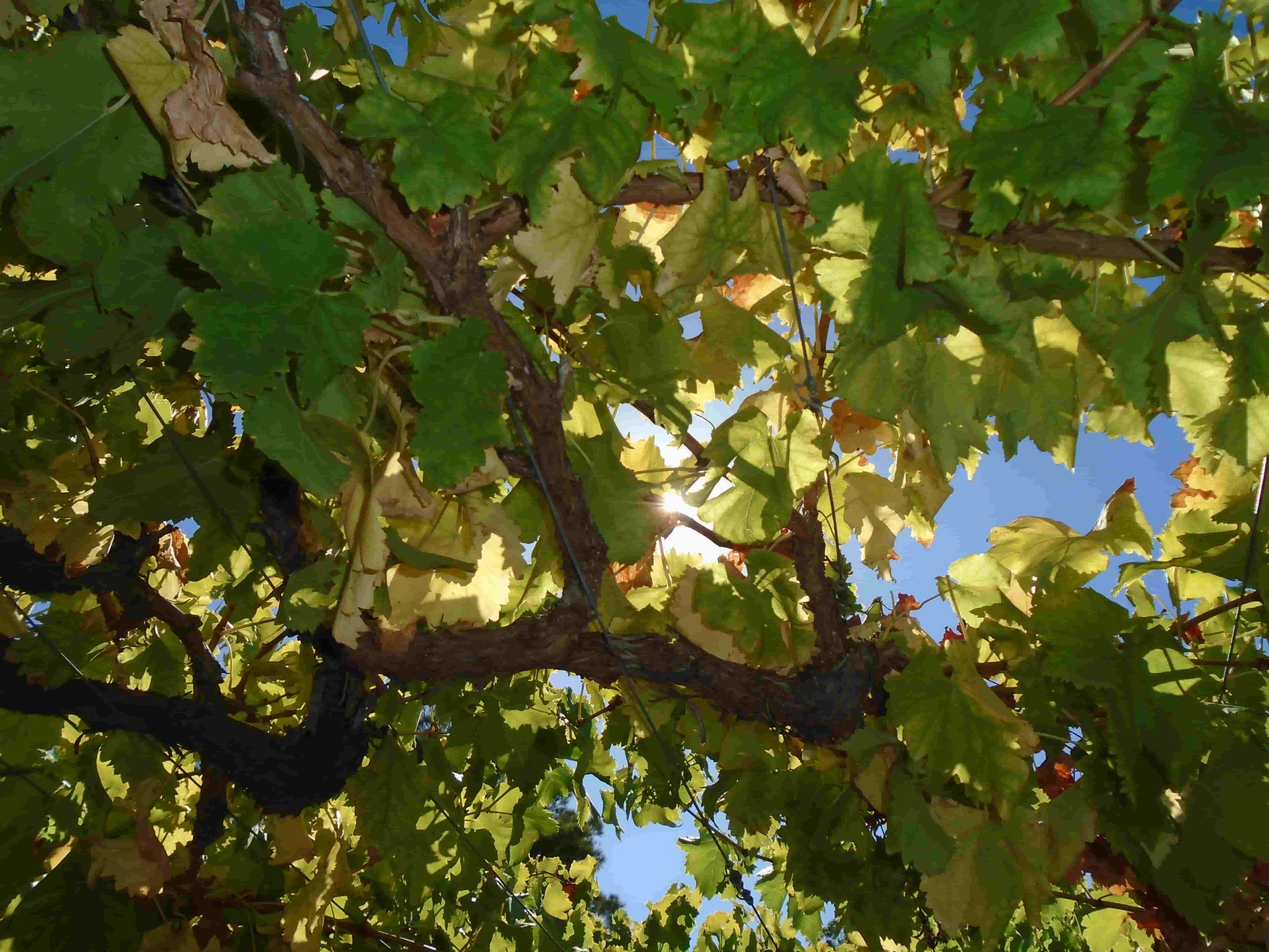 green leaves of a grapevine with the sun shining slightly through them