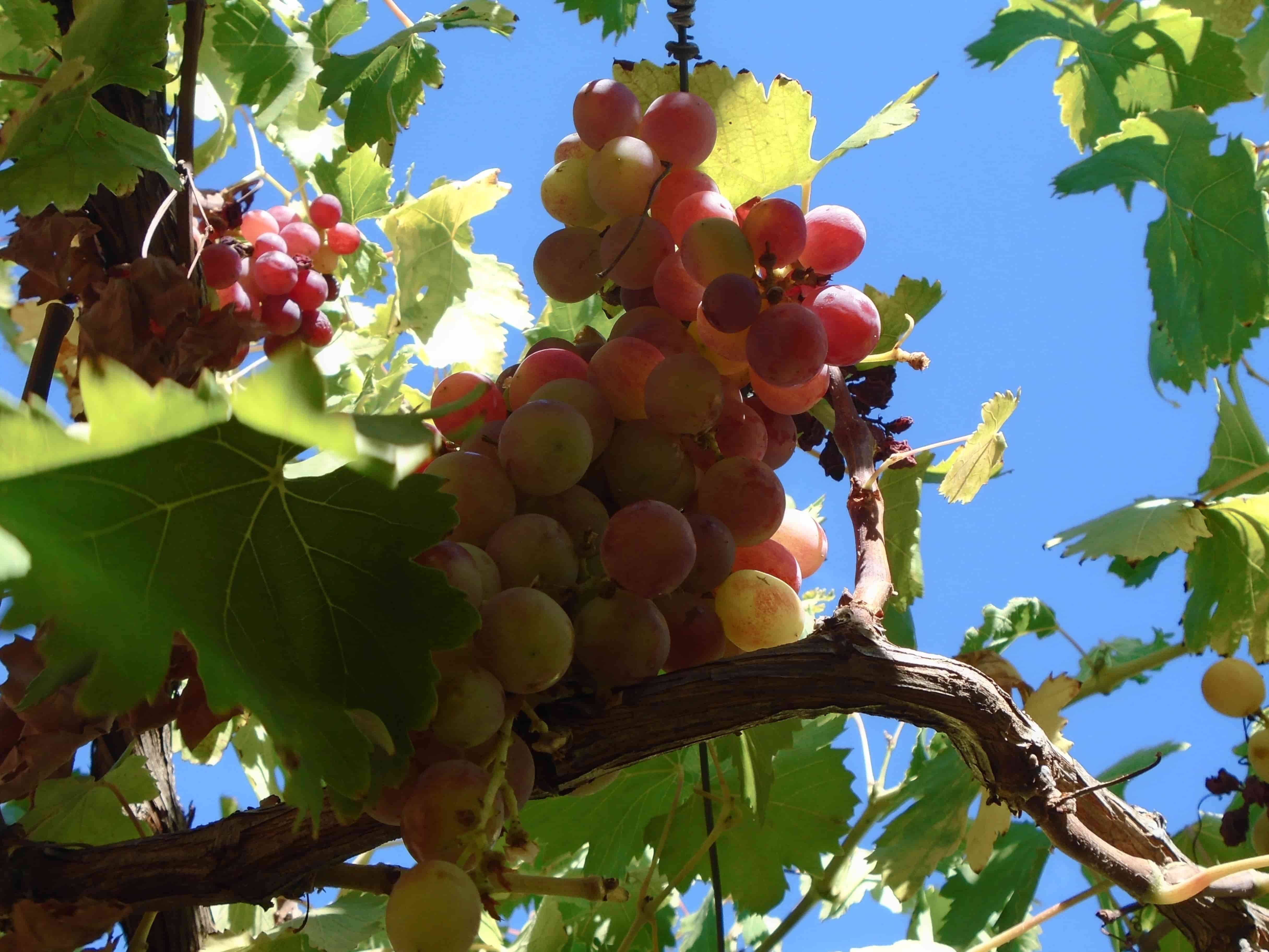 a bunch of ripening purple grapes hanging from green vines