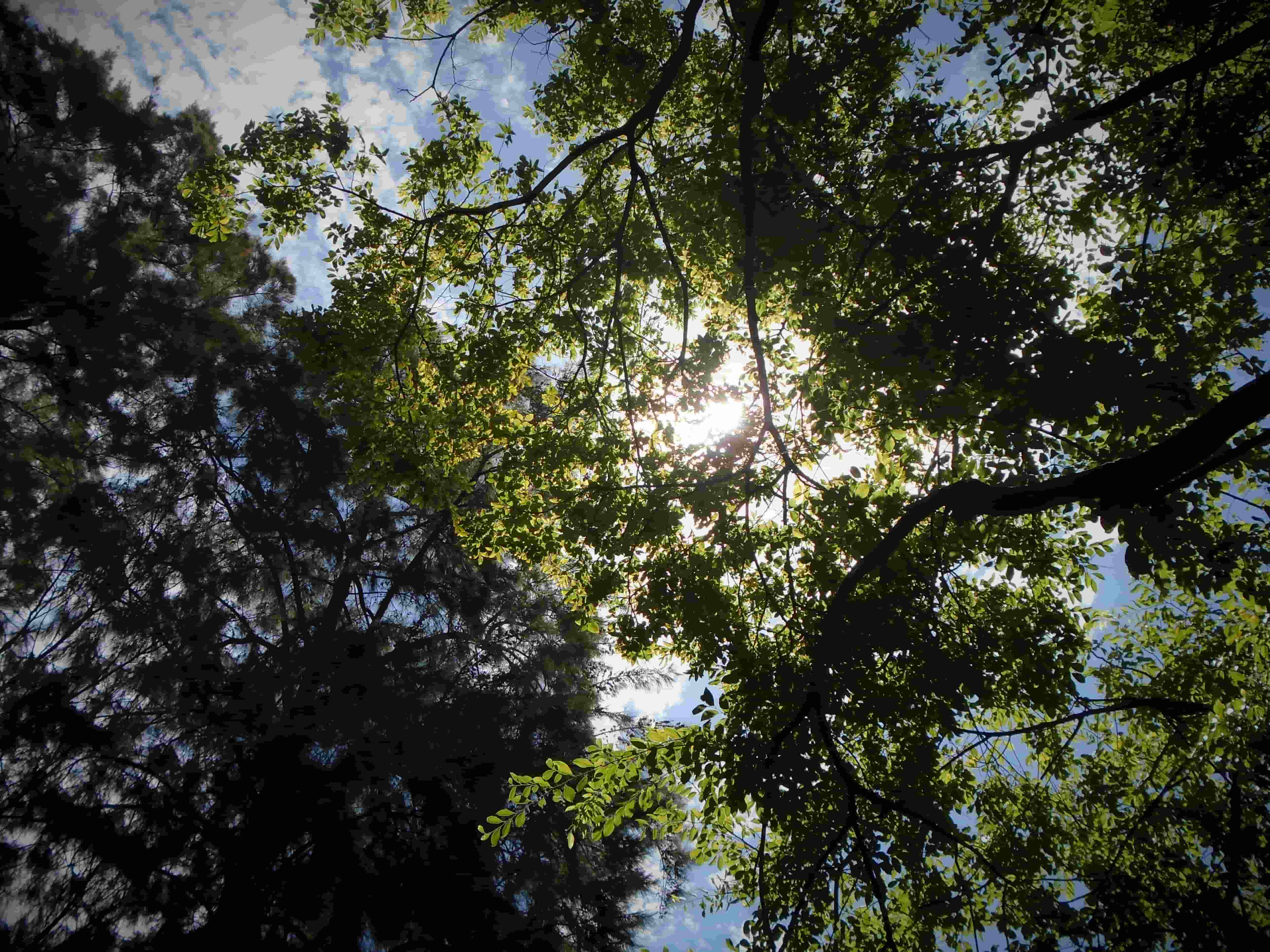 sunlight breaking through the lush green leaves of a tree. behind it, another tree is against the sky, but its leaves are dark